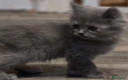 Persian cats for sale: Persian  - Image 27