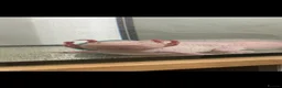 Other/Mixed Breed fish for sale: Albino axolotl  in Nottingham - Advert 2