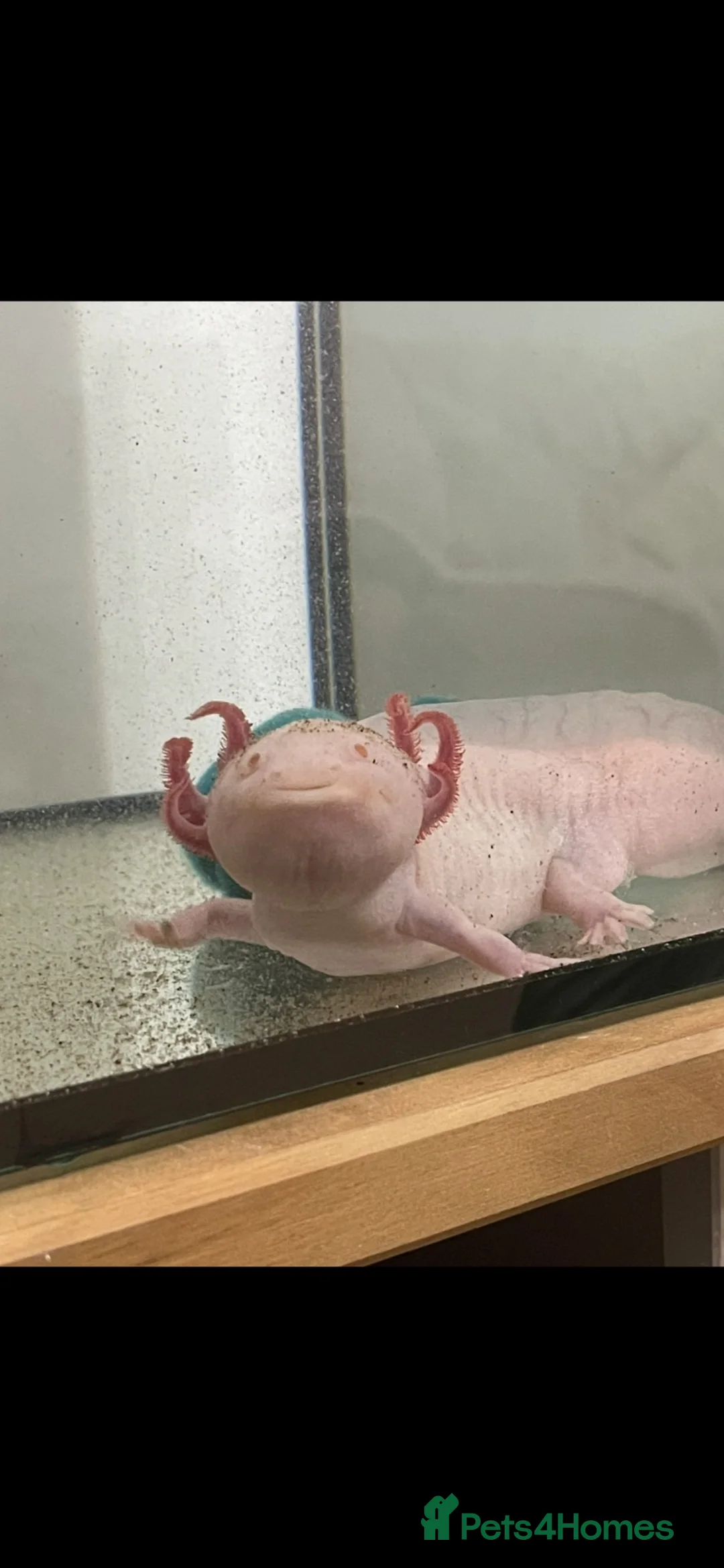 Other/Mixed Breed fish for sale: Albino axolotl  in Nottingham - Advert 2