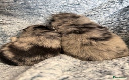 Pomeranian dogs for sale: Very adorable Pomeranian Puppies - Image 10