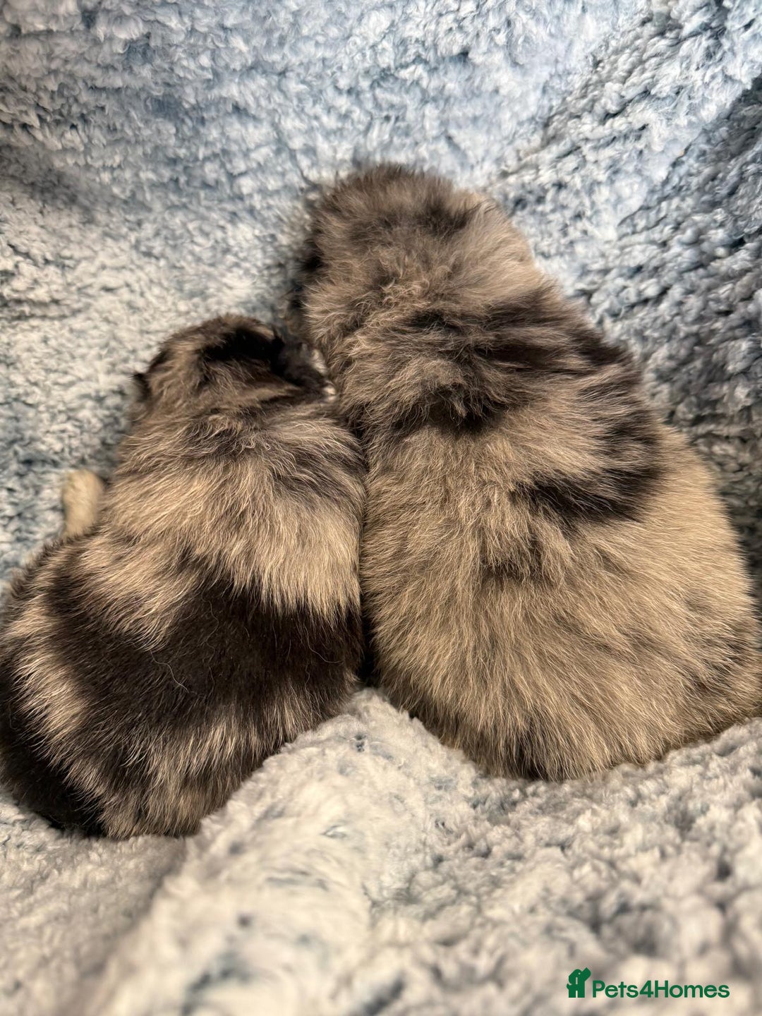 Pomeranian dogs for sale: Very adorable Pomeranian Puppies - Image 10