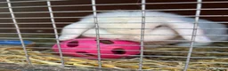 Mini Lop rabbits for sale: Female Mini lop looking for her forever home  - Advert 3