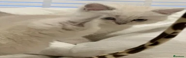 Persian Kitten 4
