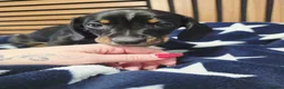 Dachshund dogs for sale: 6 Beautiful Dachshunds pups - Advert 5
