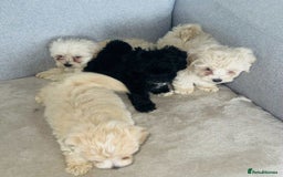 Maltipoo dogs for sale: Maltipoo puppies  - Image 3