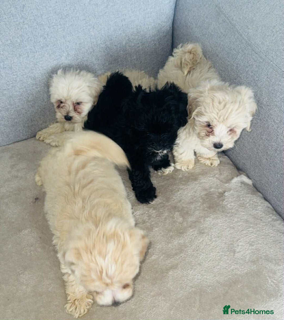 Maltipoo dogs for sale: Maltipoo puppies  - Image 3