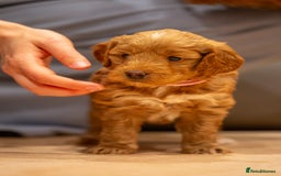 Cockapoo dogs for sale: Stunning F2b Miniature Cockapoos / Health Tested - Image 17
