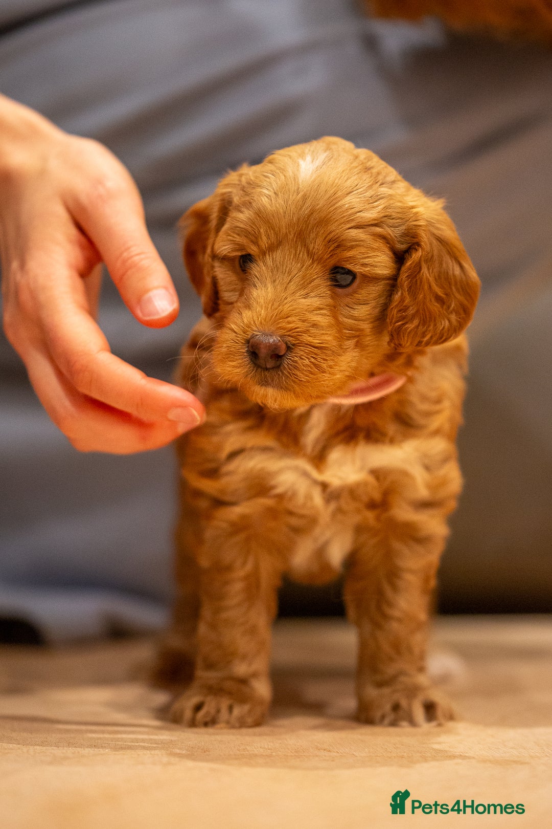 Cockapoo dogs for sale: Stunning F2b Miniature Cockapoos / Health Tested - Image 17
