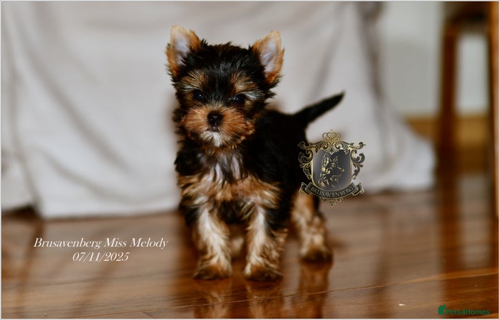 Yorkshire Terrier dogs - Advert 7
