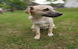 Mixed Breed dogs for adoption: 💙🐶 DAN 🐶💙 - Image 4