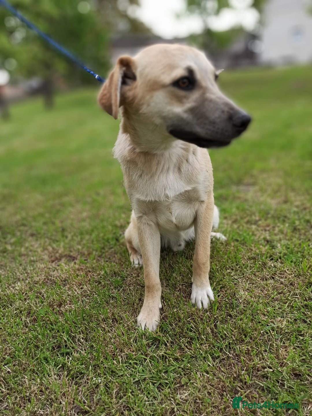 Mixed Breed dogs for adoption: 💙🐶 DAN 🐶💙 - Image 4
