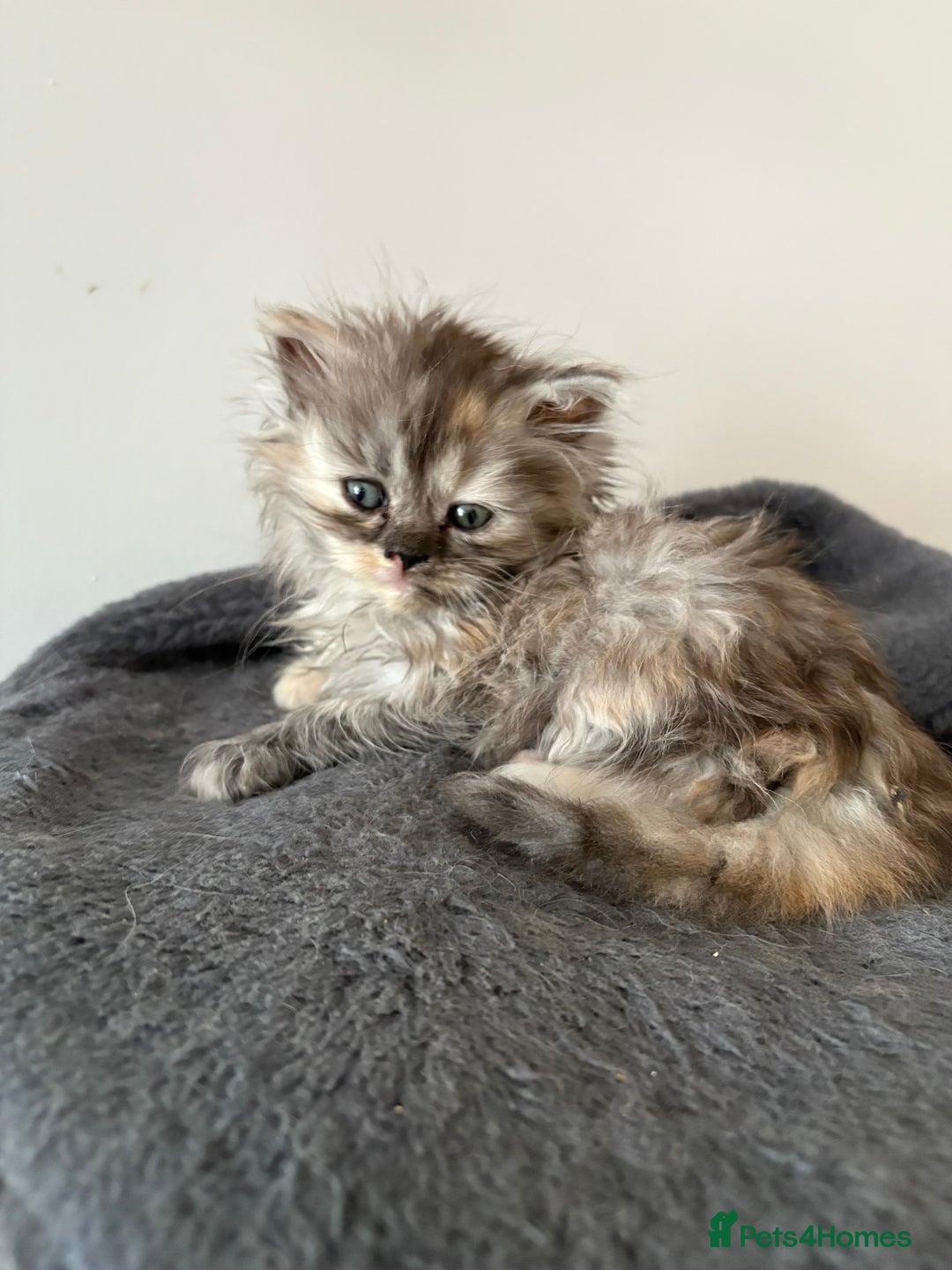 Munchkin cats for sale: Munchkin kittens  - Advert 1