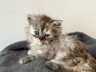 Munchkin cats Munchkin kittens - Advert 1