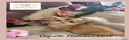 British Shorthair cats for sale: Exceptional Golden British Shorthair Kittens - Advert 2