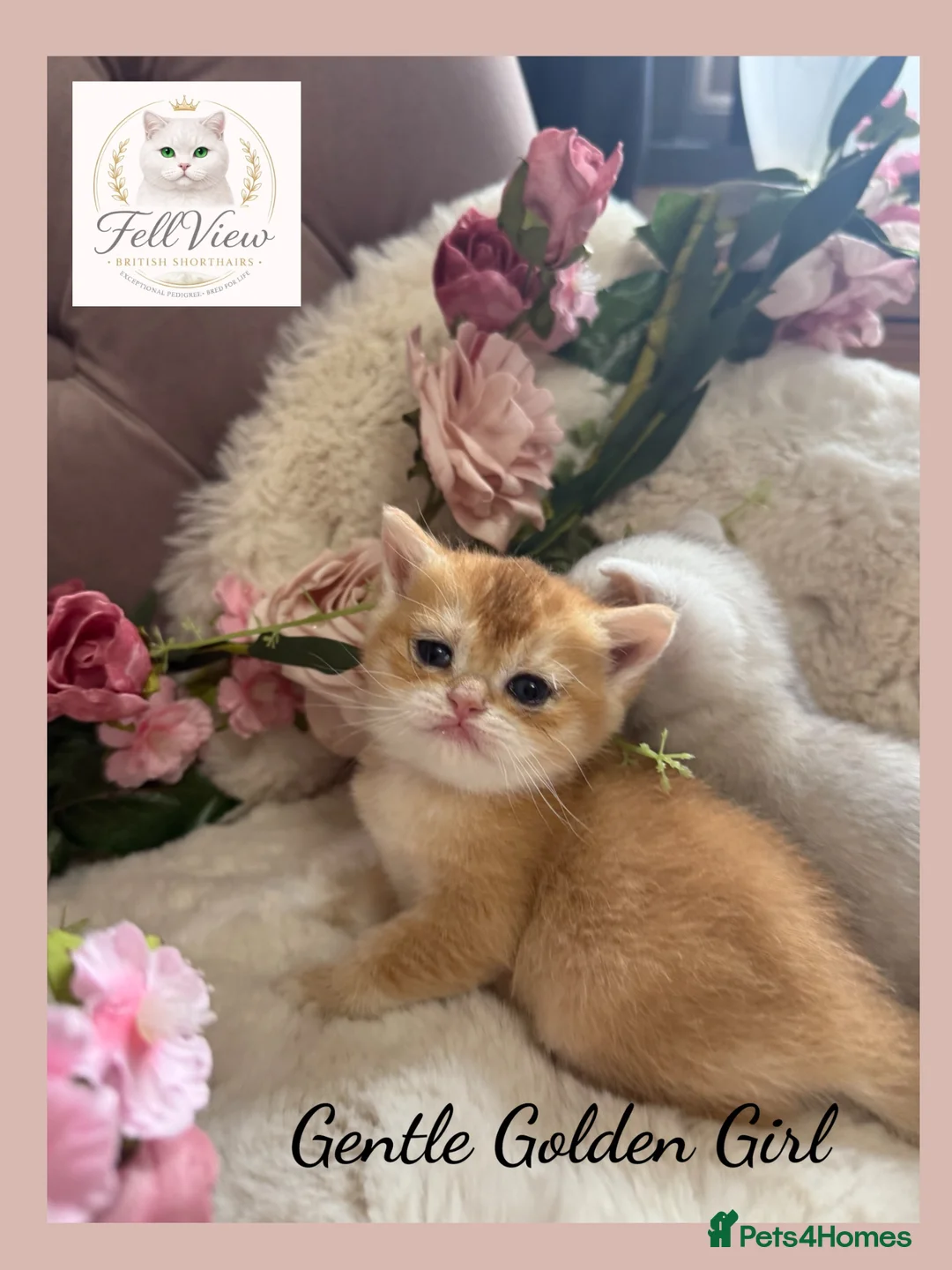 British Shorthair cats for sale: Exceptional Golden British Shorthair Kittens - Advert 2