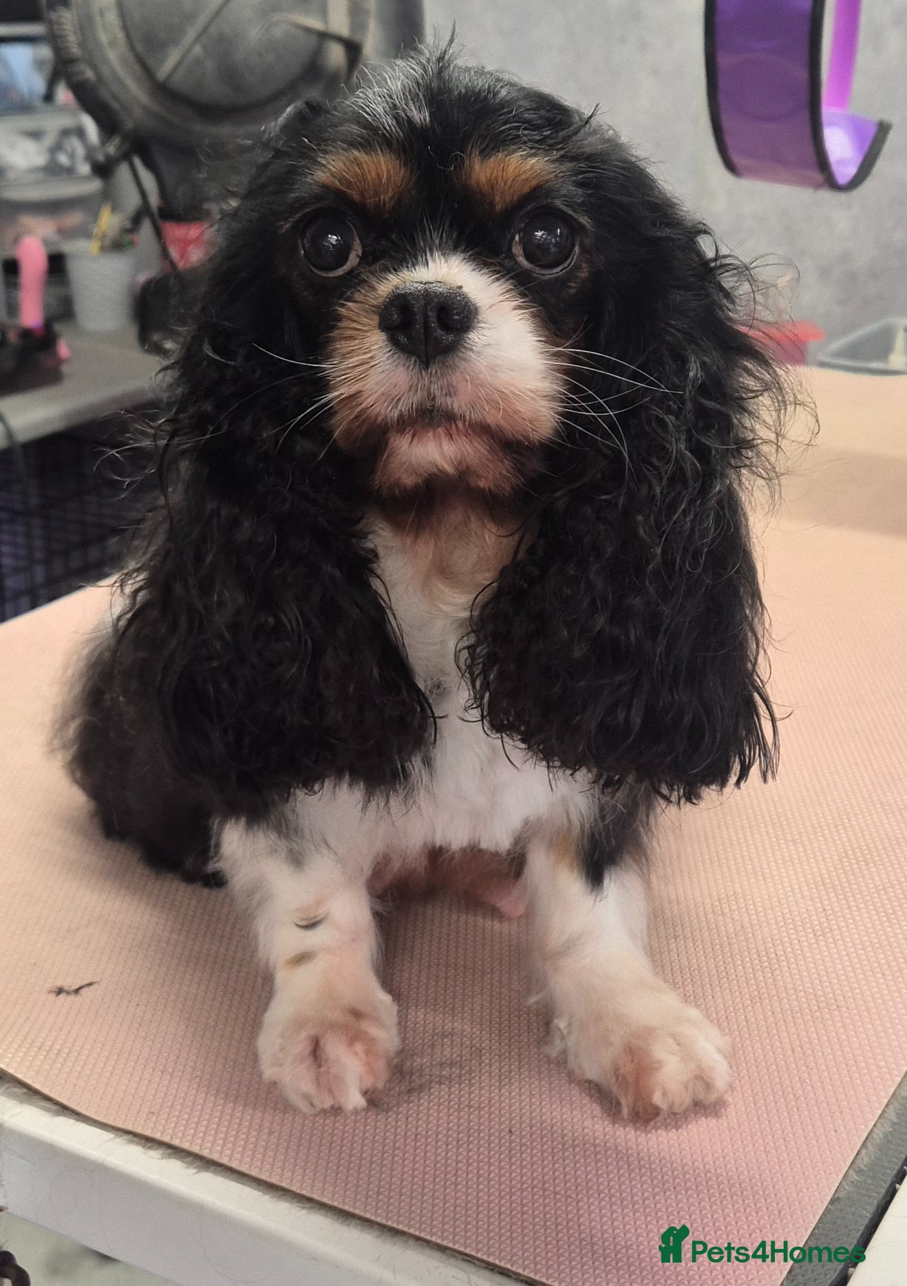 Cavalier King Charles Spaniel dogs Cavalier King Charles Spaniel's Puppies  - Advert 5