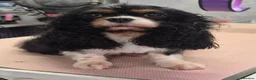 Cavalier King Charles Spaniel dogs for sale: Cavalier King Charles Spaniel's Puppies  - Advert 1