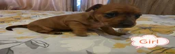 Miniature Pinscher dogs for sale: Beautiful Miniature Pincher puppies  - Advert 9