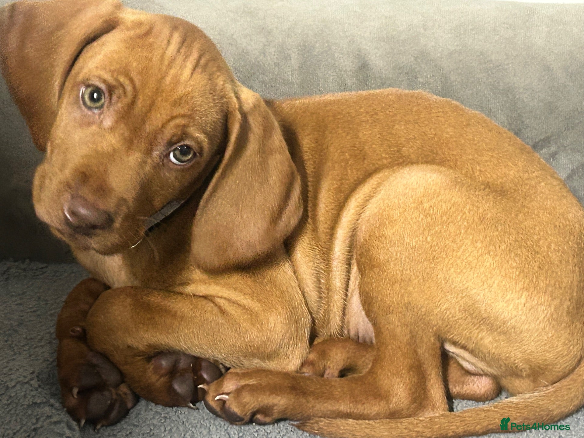 Hungarian Vizsla dogs KC registered Hungarian vizsla 3 boys) £1600 - Advert 1