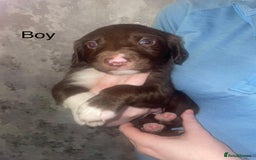 Mixed Breed dogs for sale: Shepard x spaniel puppies - Image 6