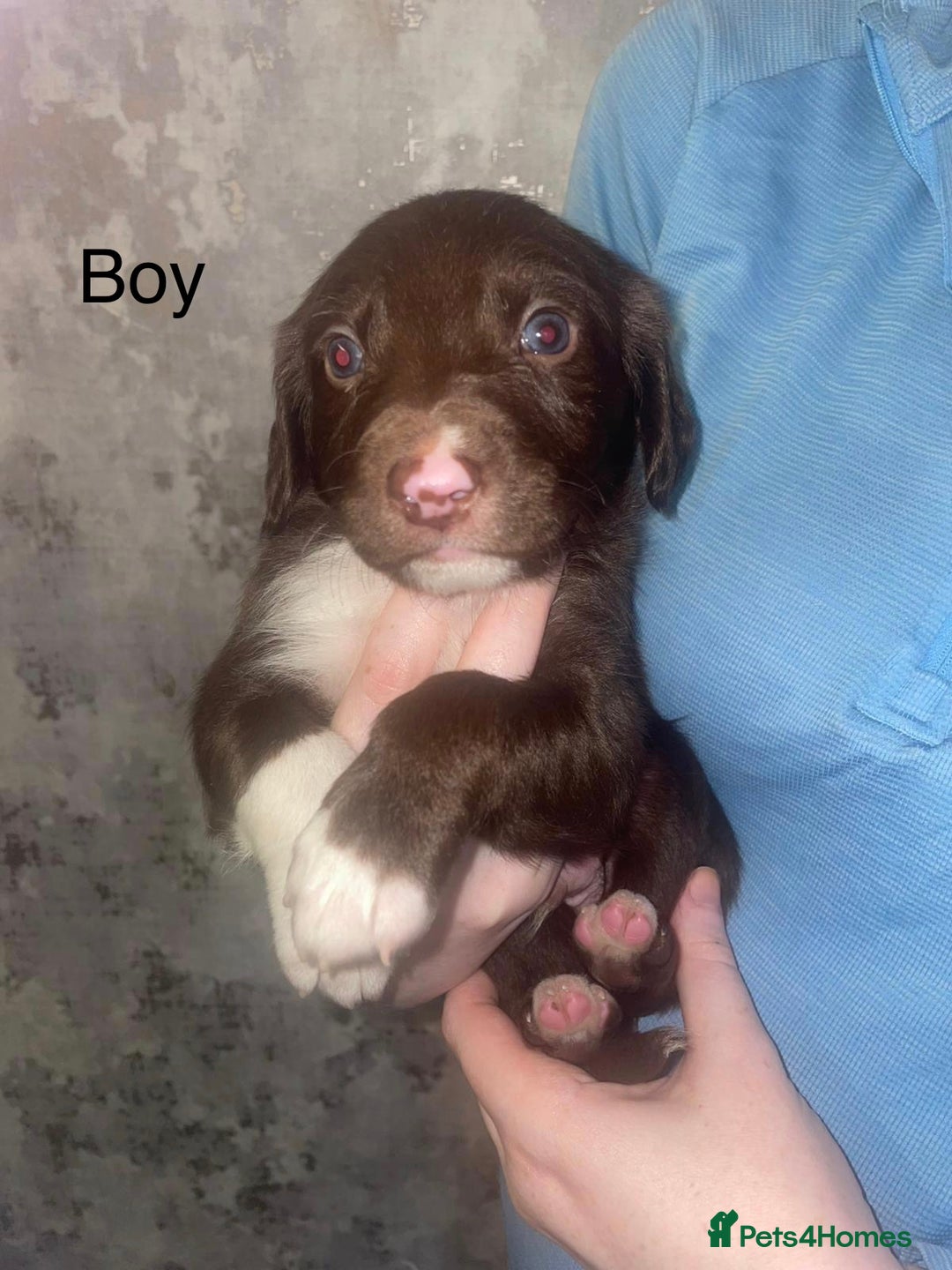 Mixed Breed dogs for sale: Shepard x spaniel puppies - Image 6