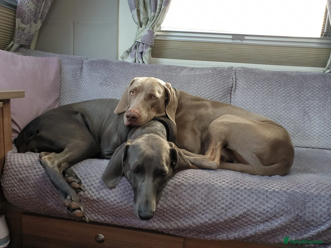 Weimaraner dogs for stud: '''''OAKLEY''''' 100% Proven Stud in Nottingham - Advert 3