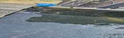Koi Carp fish for sale: koi for sale in Potters Bar - Advert 9