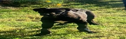 Lurcher dogs for sale: First cross saluki greyhounds  - Advert 6