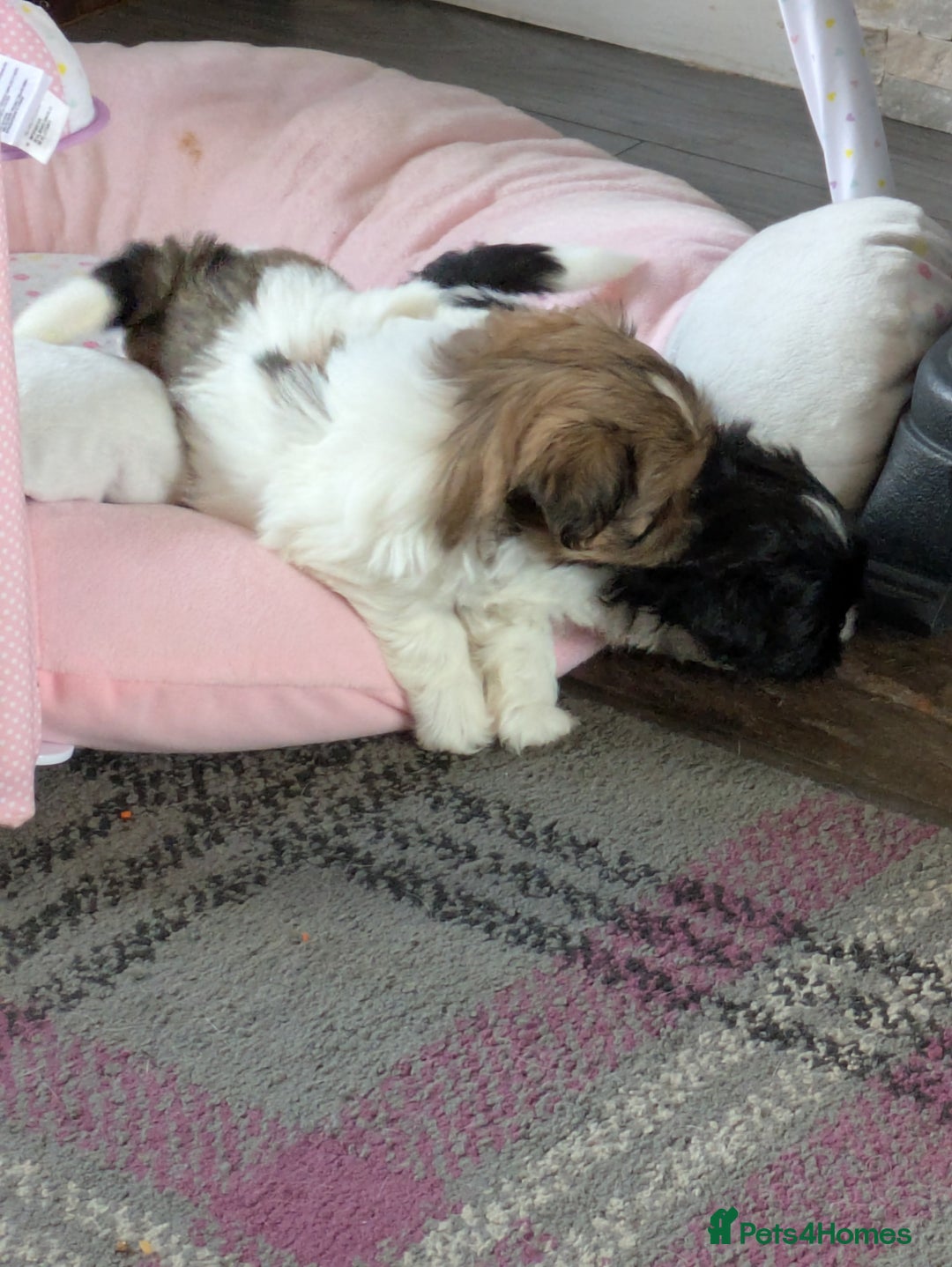 Shih Tzu dogs for sale: Stunning Shih Tzu boy - Image 28