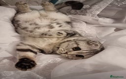 Scottish Fold cats for sale: Silver Tabby Scottish Fold Kittens: Rare&Stunning - Image 12