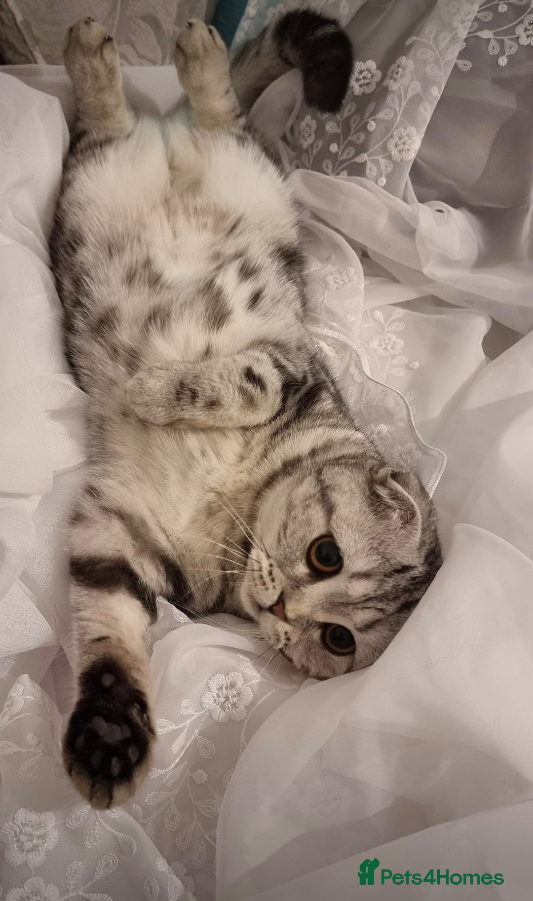 Scottish Fold cats for sale: Silver Tabby Scottish Fold Kittens: Rare&Stunning - Image 12