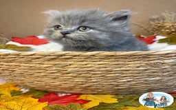 British Shorthair cats for sale: 3 British short hair / long hair kittens  - Image 11