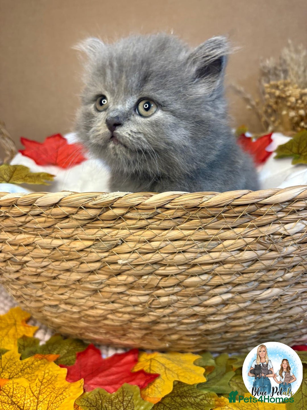 British Shorthair cats for sale: 3 British short hair / long hair kittens  - Image 11