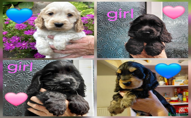 Cocker Spaniel dogs - Advert 1