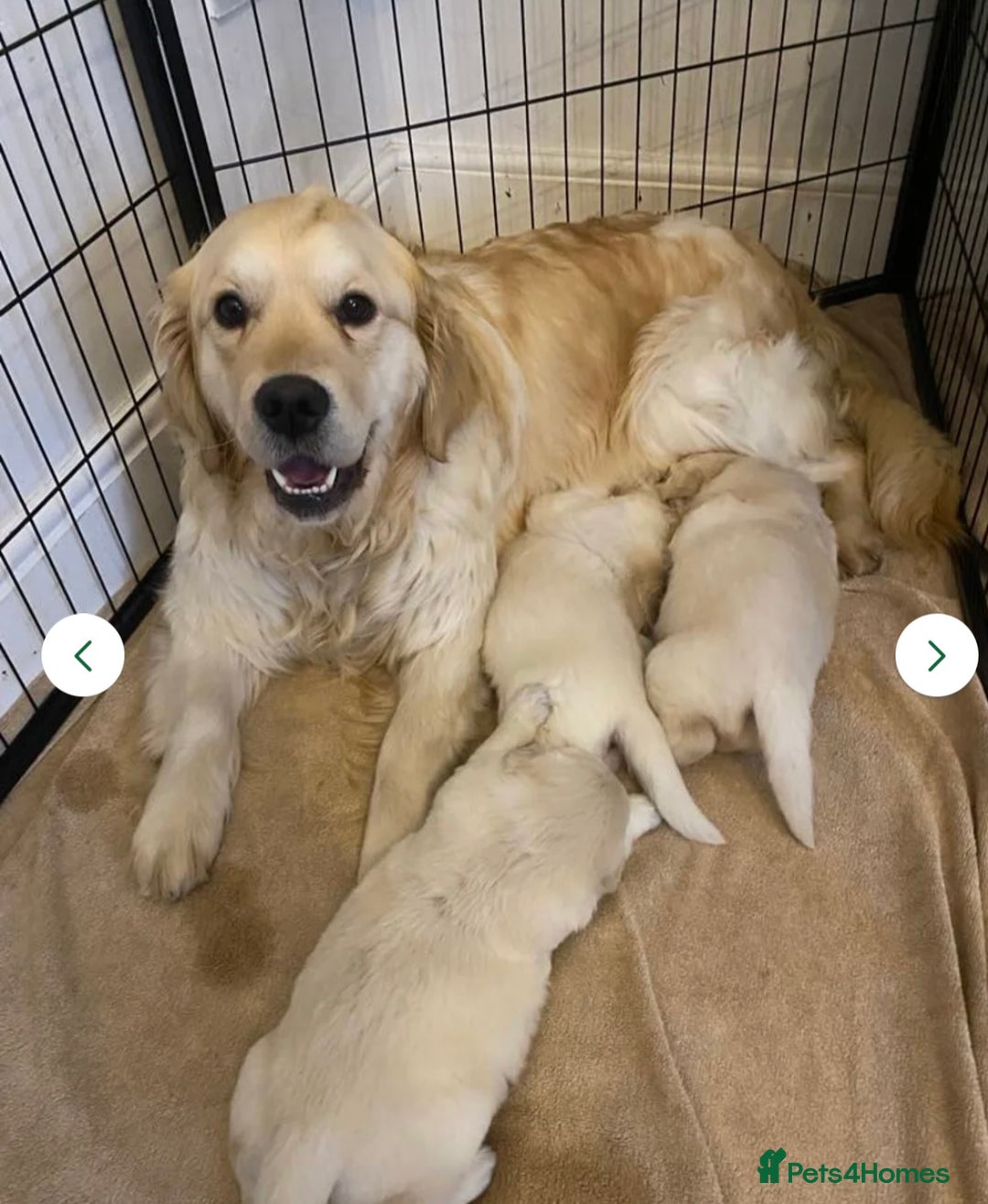 Golden Retriever dogs for sale: Beautiful Golden Retriever Puppy  - Image 10