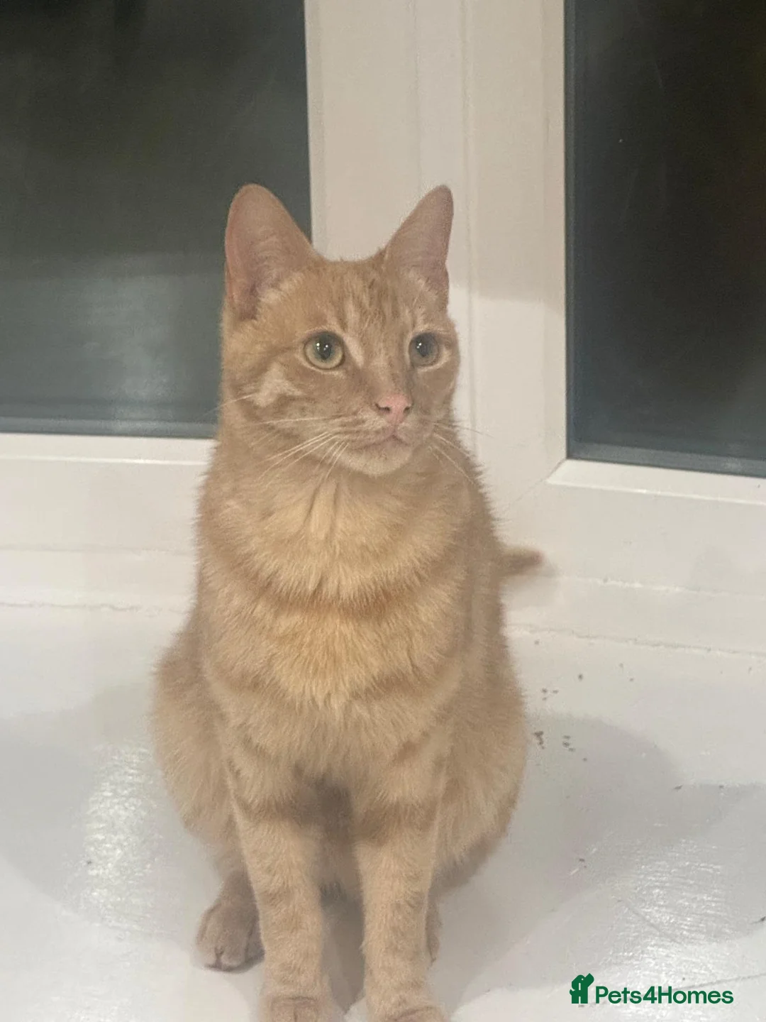 Mixed Breed cats for sale: Cappuccino – affectionate 1-year-old Ragdoll cross - Advert 2