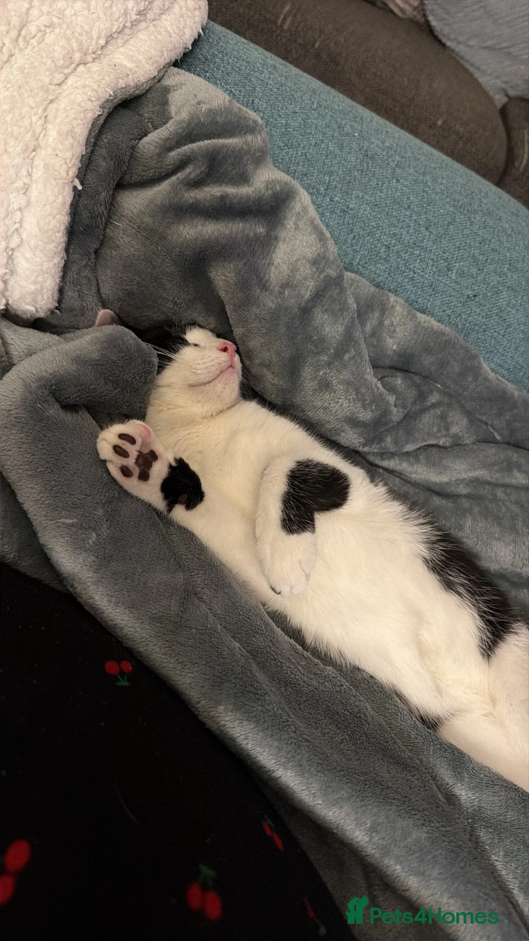 Domestic Shorthair cats for sale: Kitten for rehoming  in Chesterfield - Advert 1