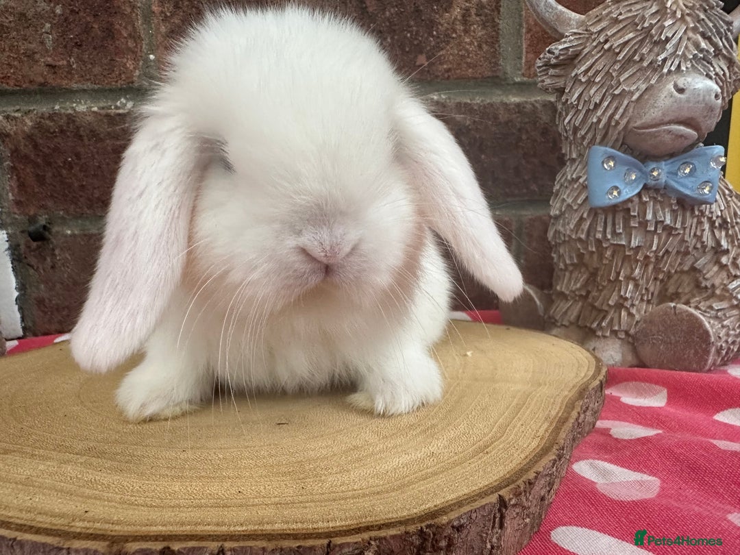 Mini Lop rabbits for sale: Beautiful mini lop bunnies ready to reserve  - Image 12