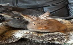 Mixed Breed rabbits for sale: Netherland dwarf and lionhead mixed bunnies - Image 2