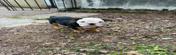 English Bulldog dogs for sale: KC Registered English Bulldog Puppies  - Advert 8