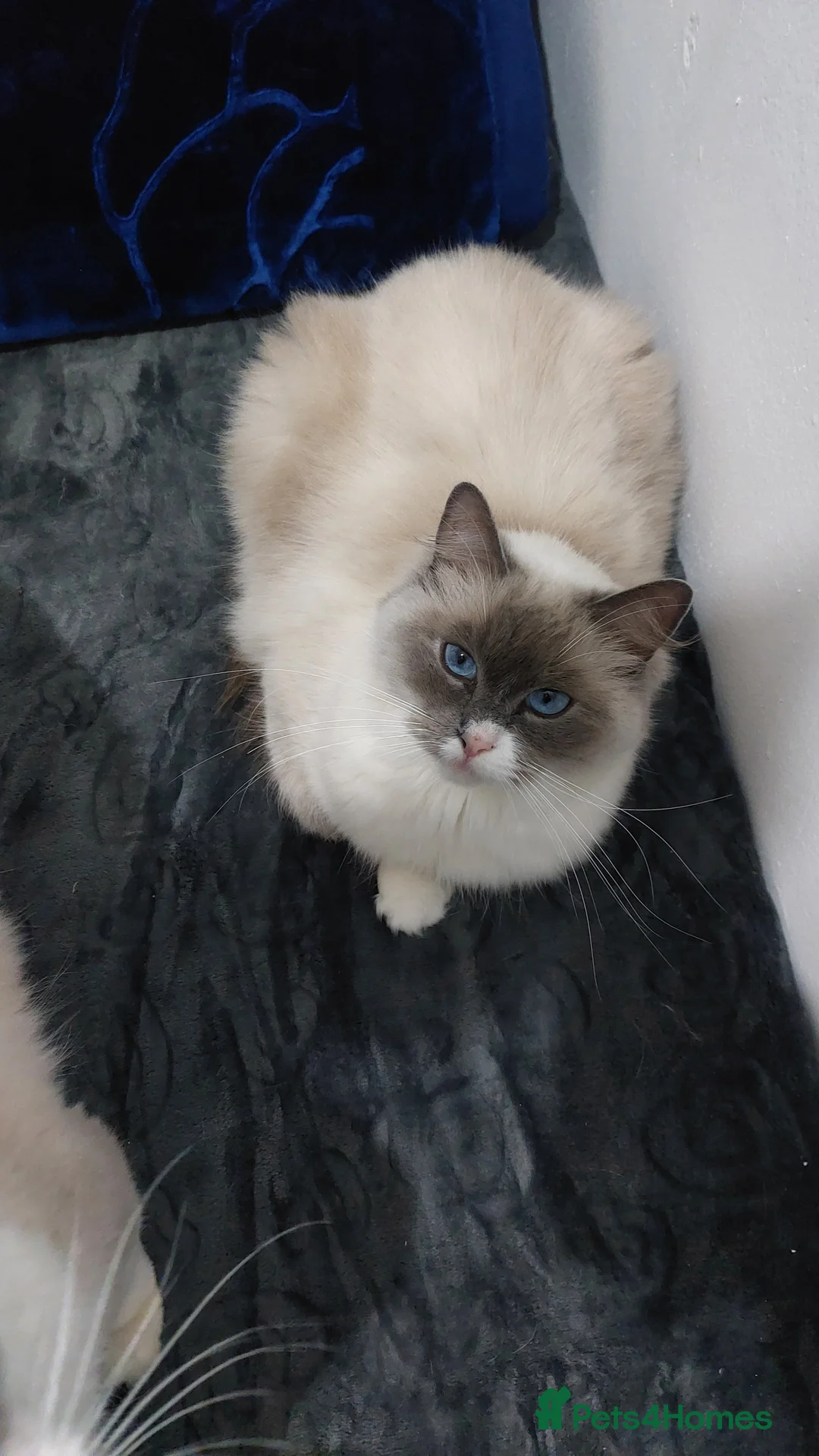 Ragdoll cats for sale: Beautiful Ragdoll Princess  - Advert 8