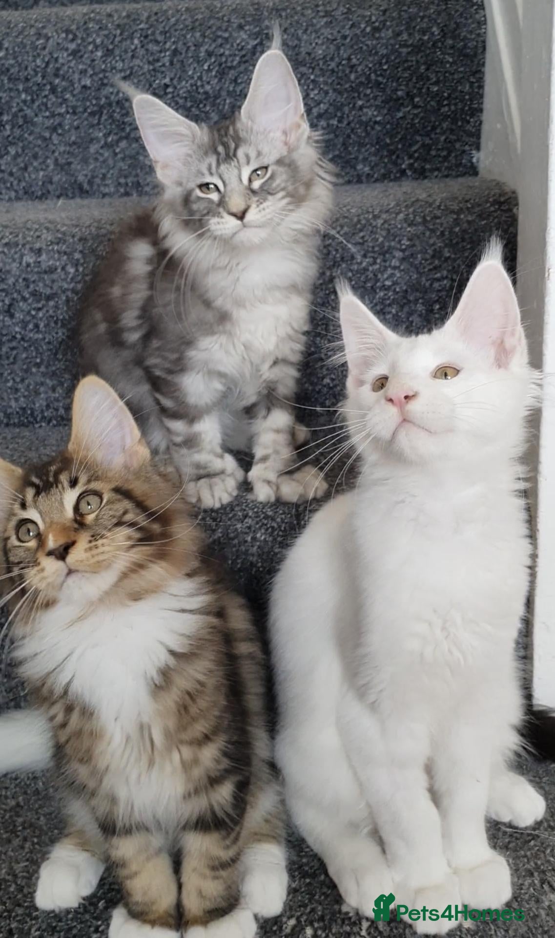 Maine Coon cats 🏅TICA🏅pure maine coon kittens - Advert 10