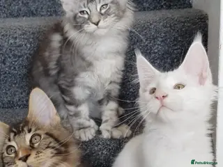 Maine Coon cats 🏅TICA🏅pure maine coon kittens - Advert 10