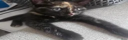 Mixed Breed cats for sale: 4 gorgeous Kittens ( Prices Vary ) - Advert 9