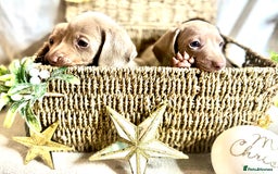 Dachshund dogs for sale: Beautiful Dachshunds READY TO LEAVE  - Image 5