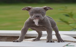Old Tyme Bulldog dogs for sale: Why Settle for Less? 5⭐️Rated, 23 Years Experience - Image 12