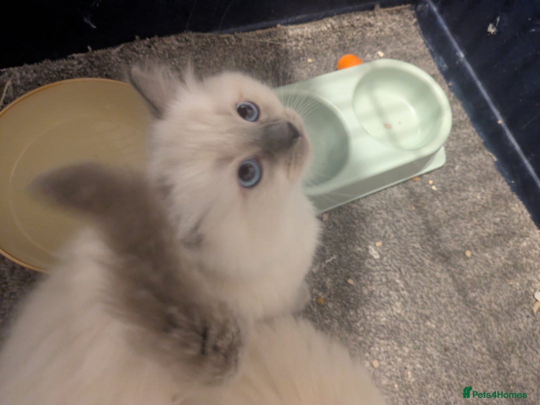 Ragdoll cats for sale: Colour point kittens - Image 9