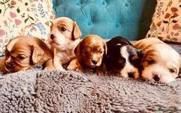 Cavalier King Charles Spaniel dogs for sale: Stunning KC Cavalier King Charles Spaniel Puppies. - Image 8