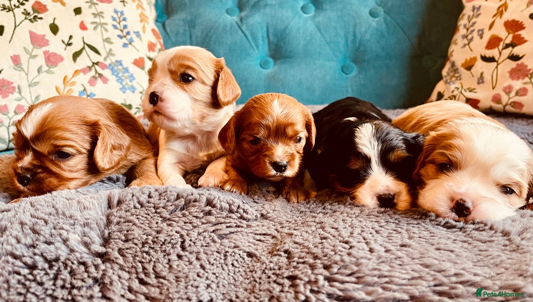 Cavalier King Charles Spaniel dogs for sale: Stunning KC Cavalier King Charles Spaniel Puppies. - Image 8