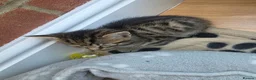 Mixed Breed cats for sale: Tabby kittens - Advert 4
